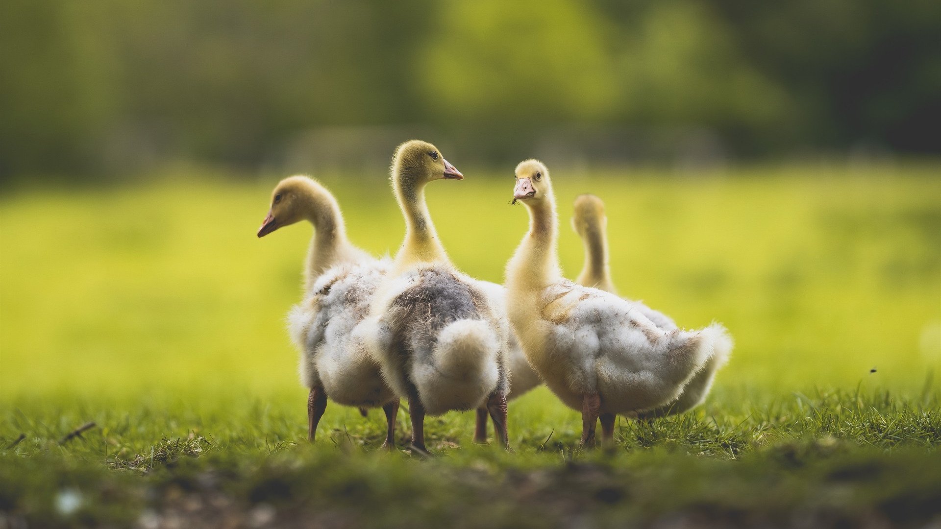 华体会平台-中国男篮队长表示全队状态逐步回暖，中国男篮蓝队队长