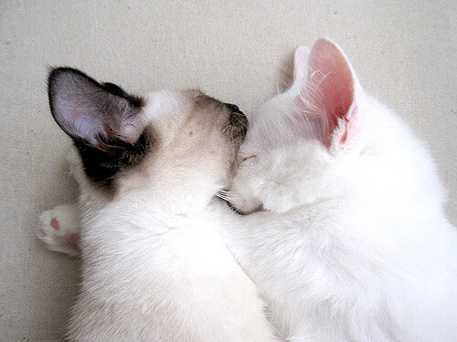 华体会官网入口-五大联赛紧密赛程中边路传中战术占比变化趋势，五大联赛边锋