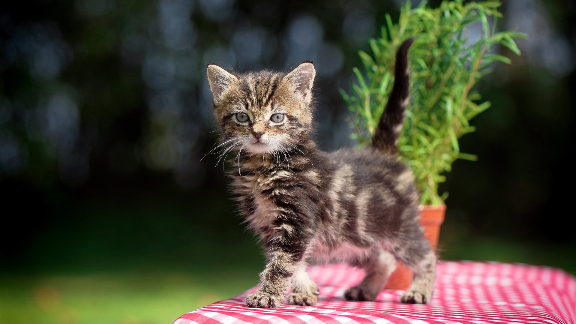 华体会-博卡青年顽强防守难挡拜仁强攻，博卡青年著名球员