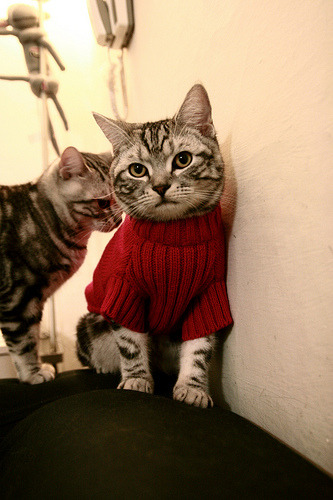 华体会app下载-新加坡队的强大实力：国际乒联混合团体世界杯表现全面解析，新加坡乒乓球实力