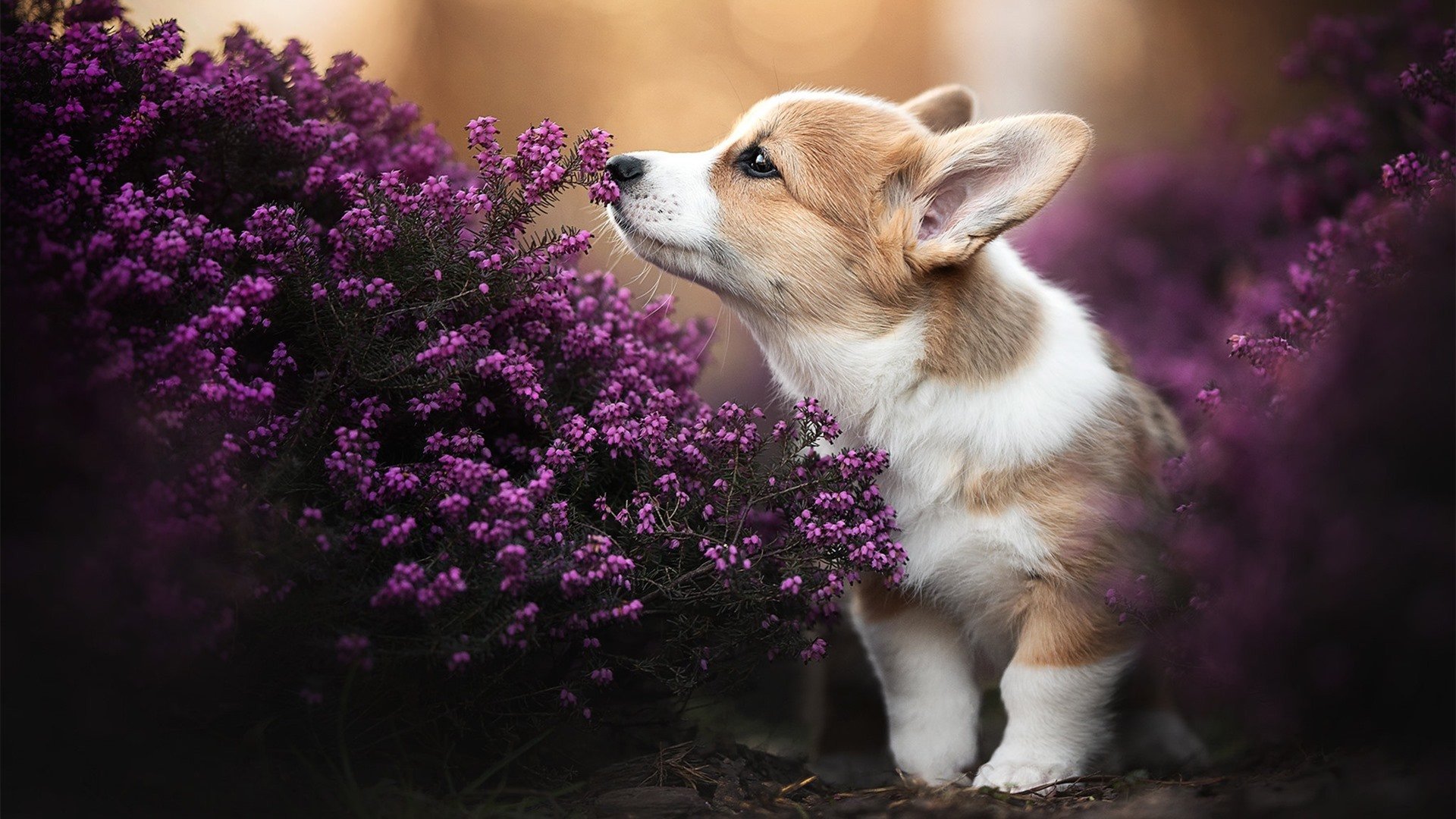 华体会app下载-边后卫高度跑动与球队攻防转换速率关系，边后卫可以满场跑吗