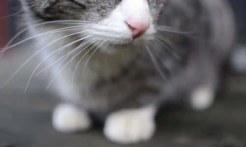 华体会手机在线-女子篮球三对三国家队进行封闭训练,女子三对三篮球中国队名单