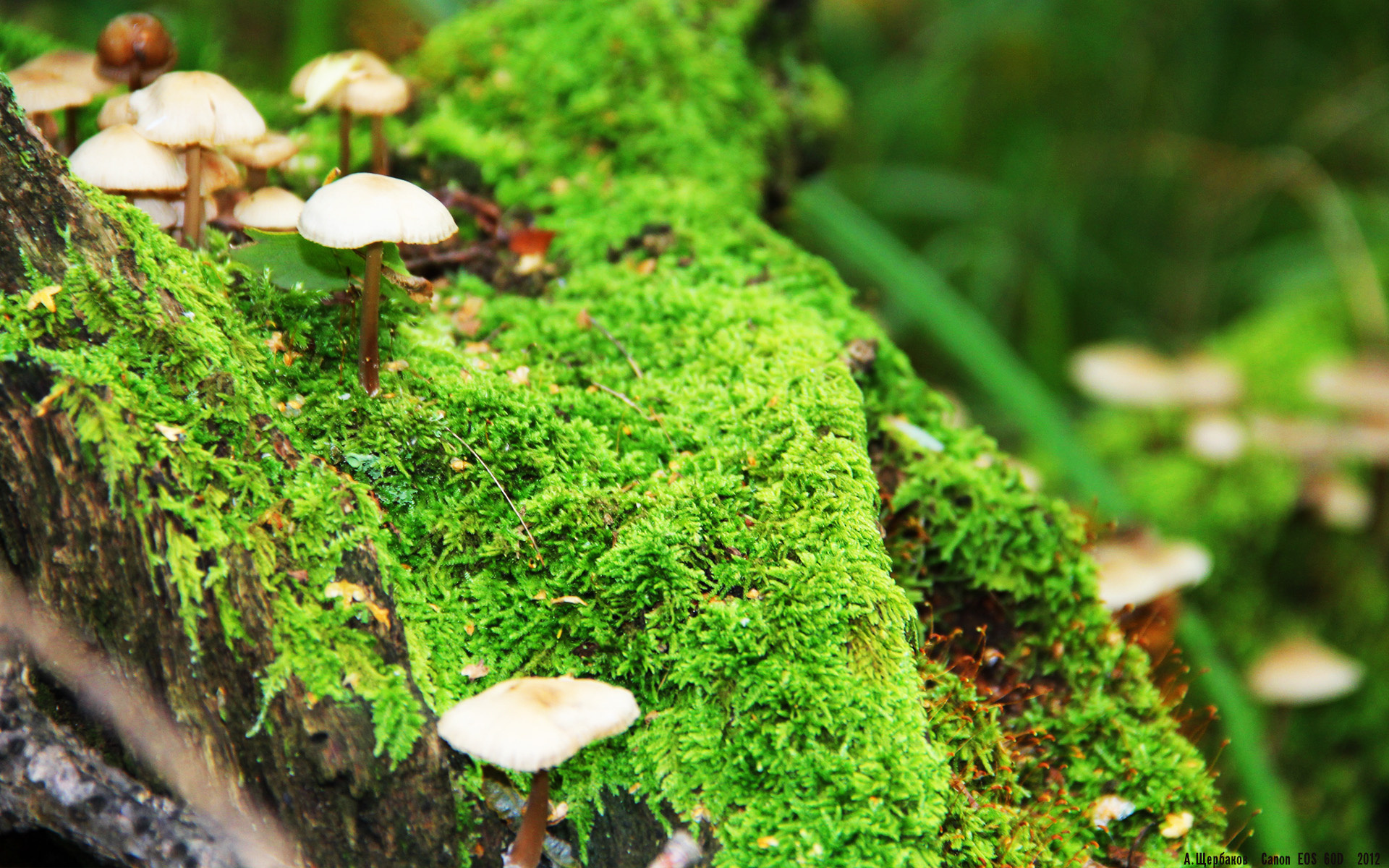 华体会登陆-杰克·阿莱克西技术动作精准无瑕,杰克阿西斯